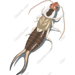 Premium Shrimp