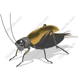 Intricate Cricket