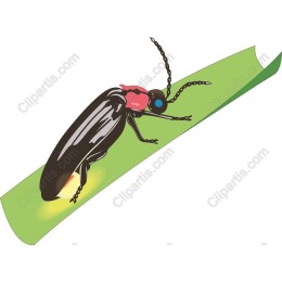 Firefly