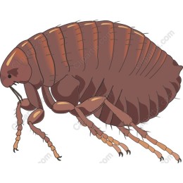High-Resolution Flea