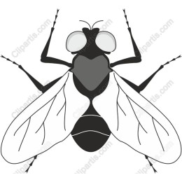 Intricate Fly in