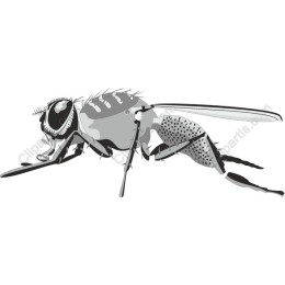 Intricate Fly