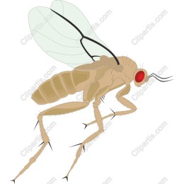 Detailed Fruit Fly