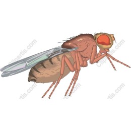 High-Detail Fruit Fly