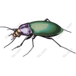 Vibrant Green Beetle