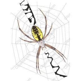 Spider in Web