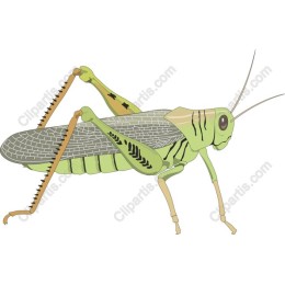 Vibrant Grasshopper