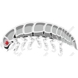 Detailed of a Segmented Creature