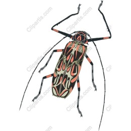 Vibrant Beetle