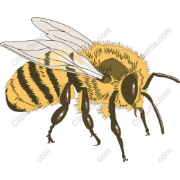 Honeybee