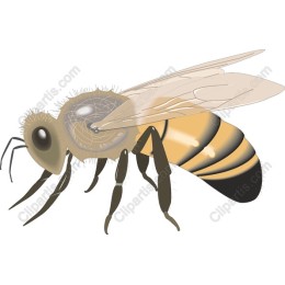 Realistic Honeybee