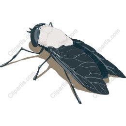 Stunning Fly