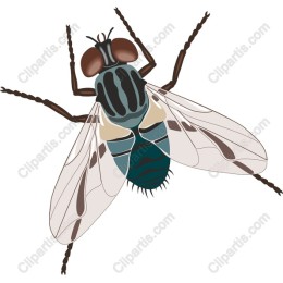 Intricate Flys