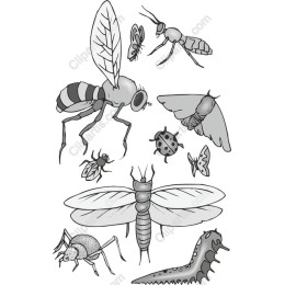 Insect Wonderland Collection