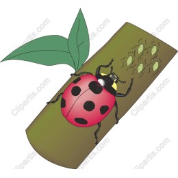 Vibrant Ladybug on Branch