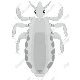 Louse