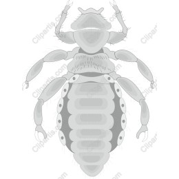 Louse - Detailed