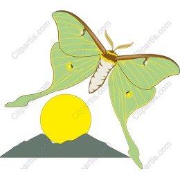 Butterfly and Sun