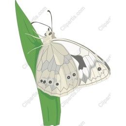 Elegant Butterfly on Leaf