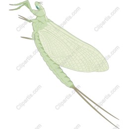 Detailed Green Insect