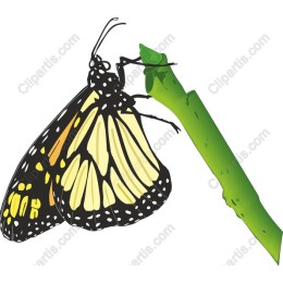 Monarch Butterfly
