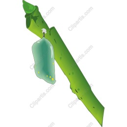 Green Chrysalis