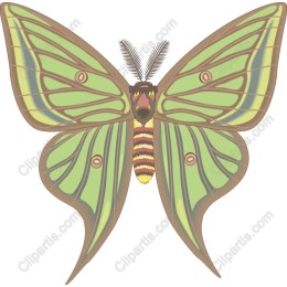 Vibrant Green Butterfly