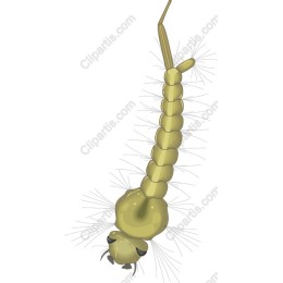 Mosquito Larva