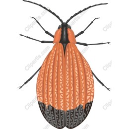 Stylized Beetle
