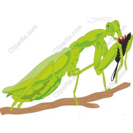 Vibrant Green Praying Mantis