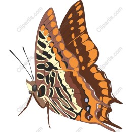 Stunning Butterfly