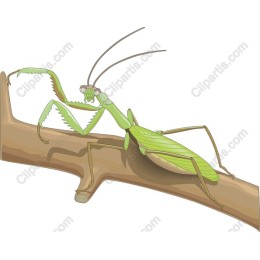 Praying Mantis