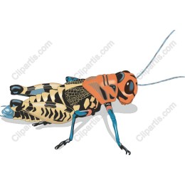 Vivid Grasshopper
