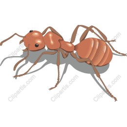 Charming Ant
