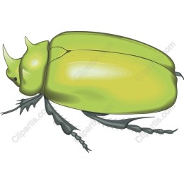 Green Beetle
