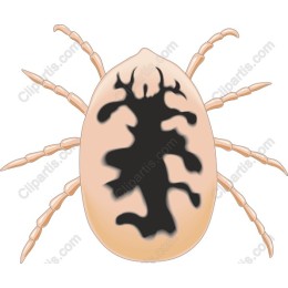 Intricate Tick