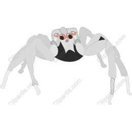 Playful Spider