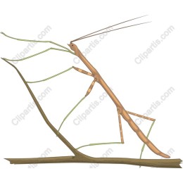 Stick Insect