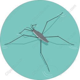 Water Strider