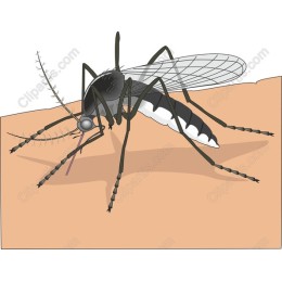 Realistic Mosquito