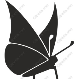Elegant Butterfly