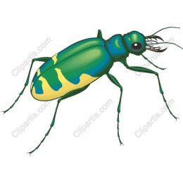 Tropical Beetle
