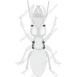 Elegant Termite