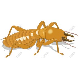 Detailed Termite