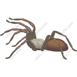 Realistic Spider