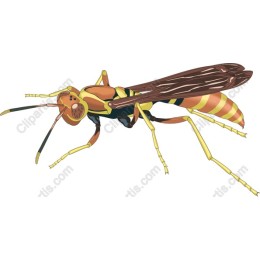 Vibrant Wasp
