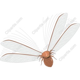 Cicada
