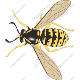 Nature's Beauty: Wasp