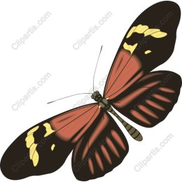 Vibrant Butterfly