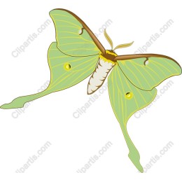 Elegant Green Moth